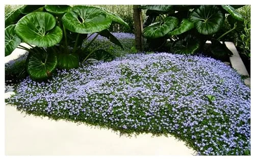Stauden Gänge Isotoma fluviatilis (Winterhart/Staude/Bodendecker/Mehrjährig/Stauden) Blauer Bubikopf/Gaudich - Dauerblüher - Tolle Blütenpracht den ganzen Sommer und Herbst - Bienenfreundlich
