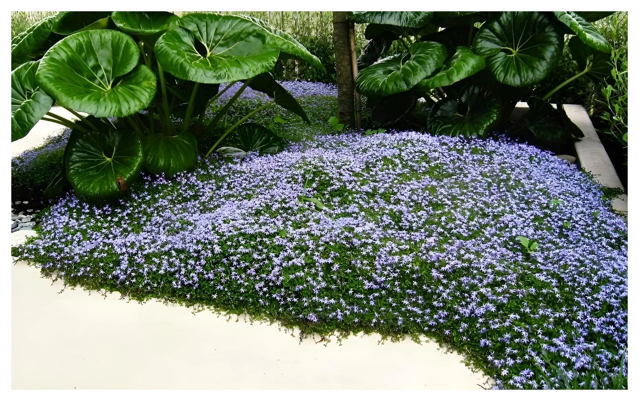 Stauden Gänge 100 x Isotoma fluviatilis (Winterhart/Staude/Bodendecker/Mehrjährig/Stauden) Blauer Bubikopf/Gaudich - Dauerblüher - Sanfte Teppiche aus lebendigem Blau - Rasenersatz