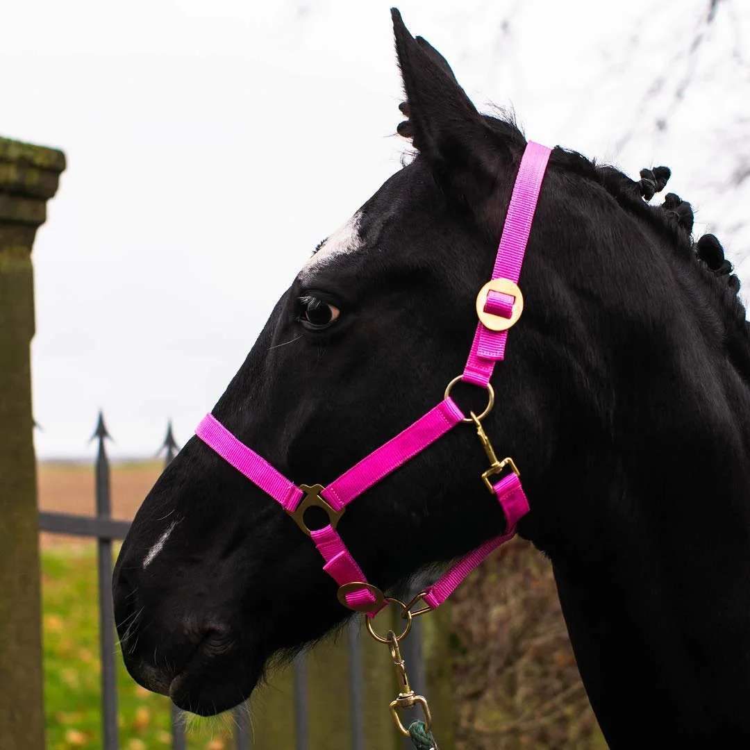Pferdelinis Halfter für Pferd Warmblut, Vollblut, Kaltblut – Stallhalfter, Weidehalfter, 2 Fach verstellbar an Kinnriemen und Genickstück, sicher & reißfest (Pink, Shetland Pony (Shetty))