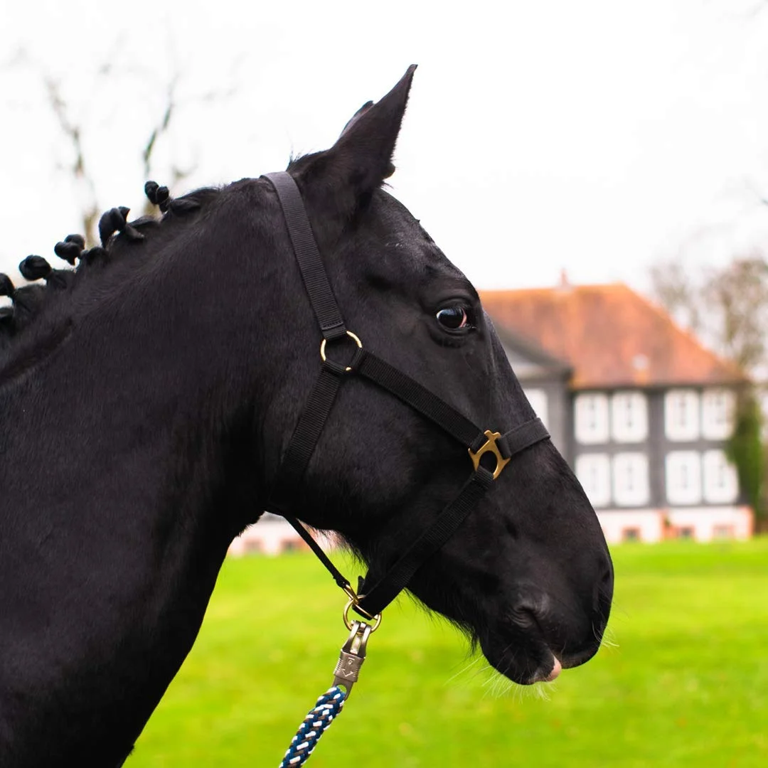Pferdelinis Halfter für Pferd Warmblut, Vollblut, Kaltblut – Stallhalfter, Weidehalfter, 2 Fach verstellbar an Kinnriemen und Genickstück, sicher & reißfest (Schwarz, Vollblut (Cob))